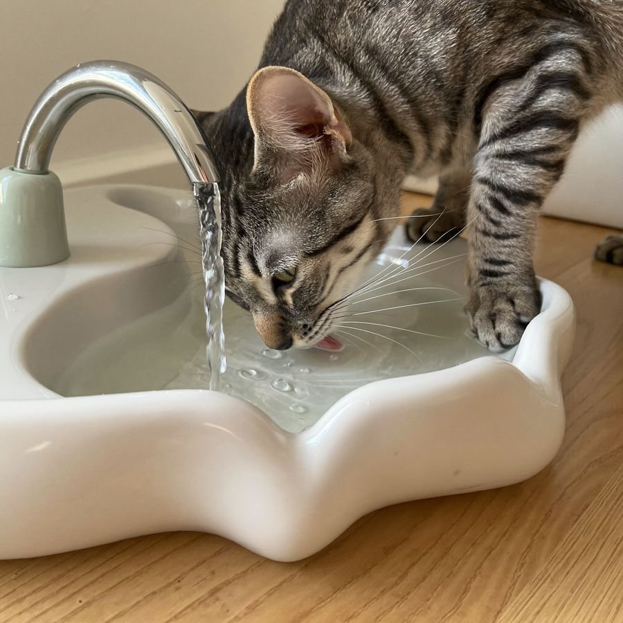 Gato tigrado bebendo água de uma fonte de cerâmica
