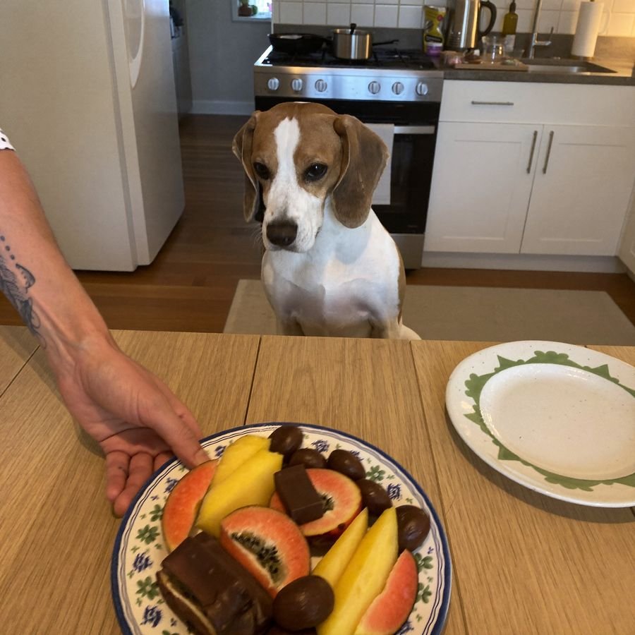 Beagle olhando um prato de frutas e chocolate na mesa
