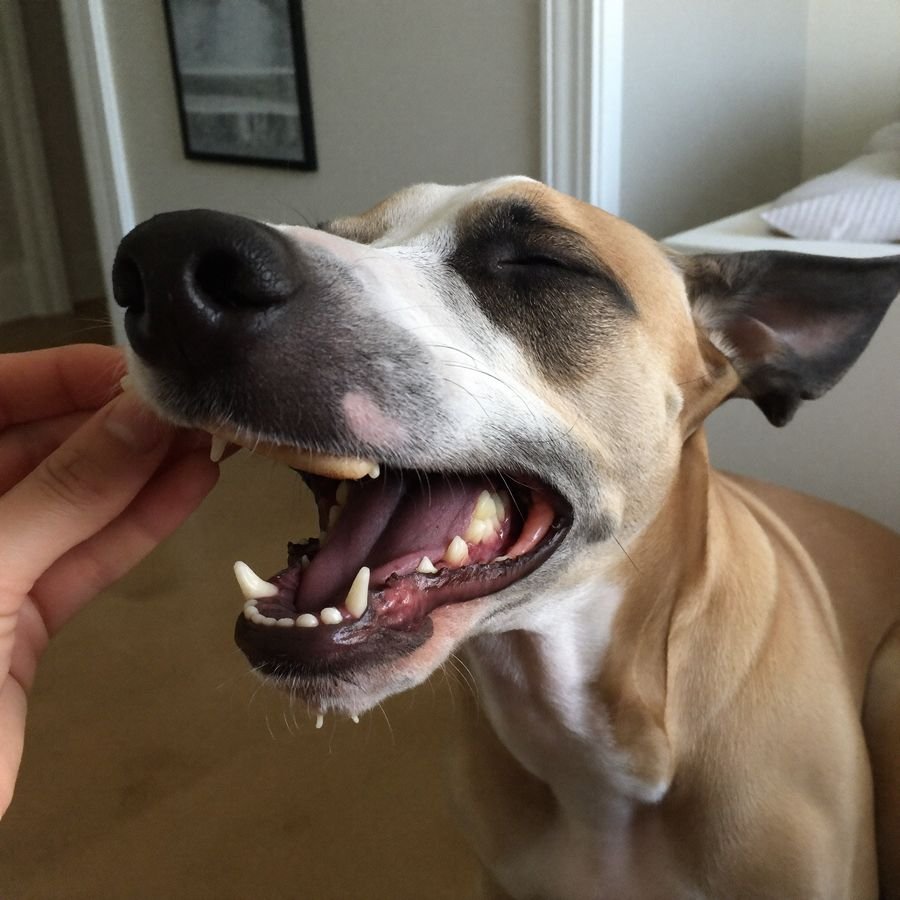 Cachorro cheirando um petisco dental na mão do tutor