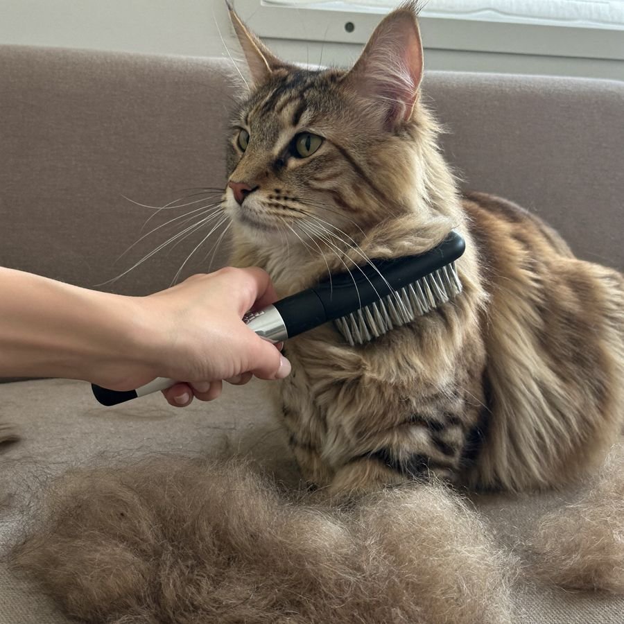 Gato de pelo longo sendo escovado