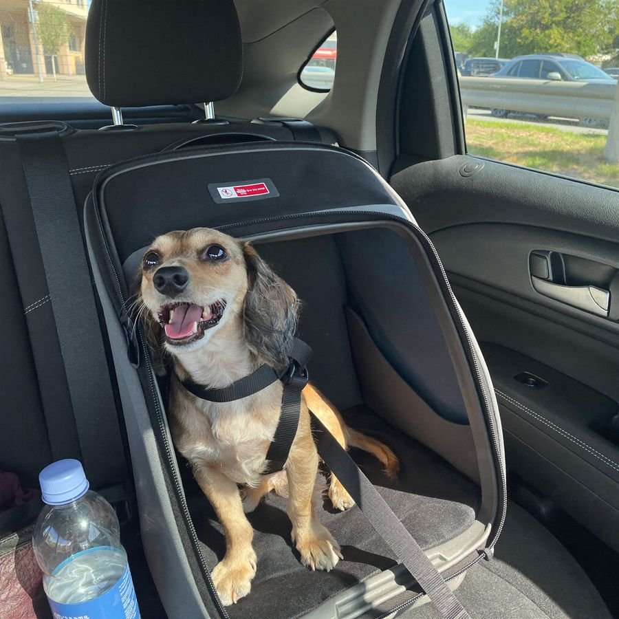 Cachorro pequeno numa caixa de transporte no banco do carro