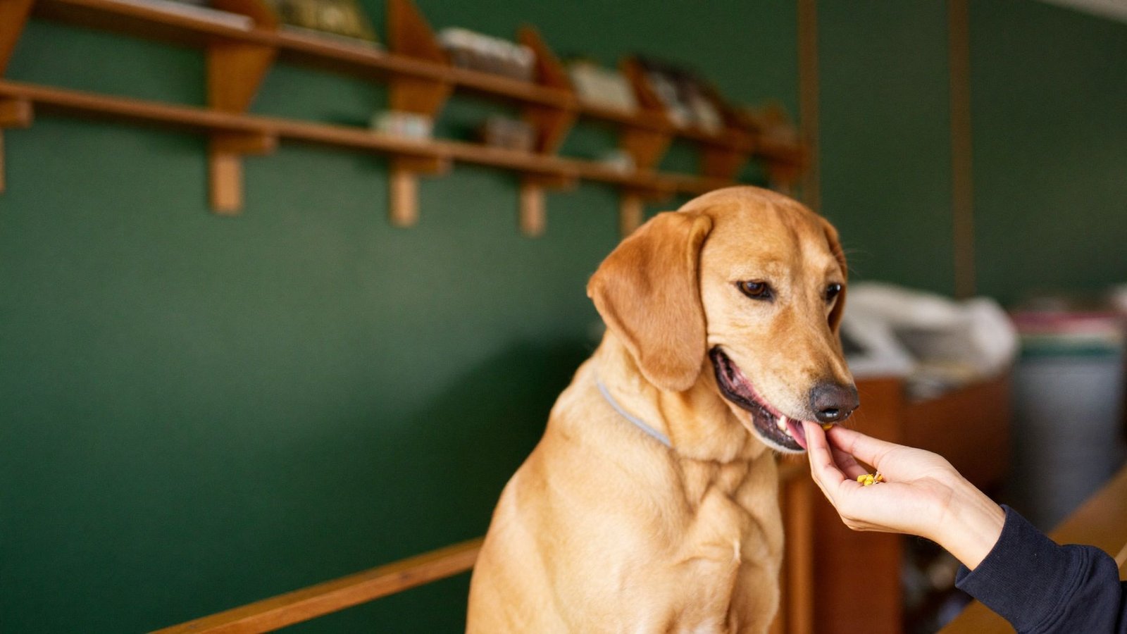 Cachorro caramelo pegando um petisco da mão do atendente no balcão da loja
