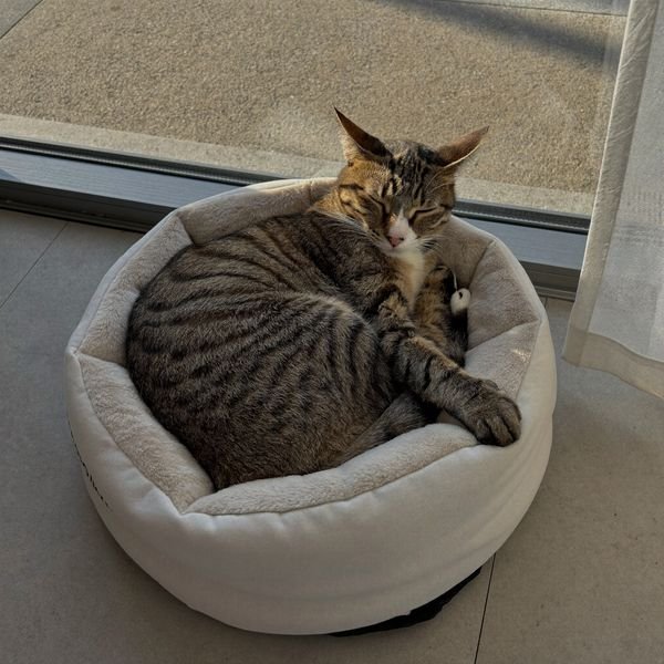 Gato dormindo numa caminha nova