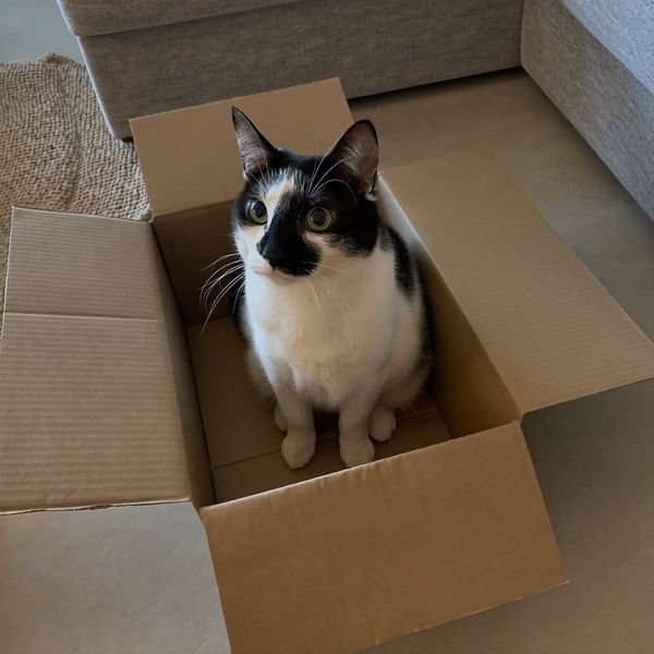 Gato dentro de uma caixa de papelão
