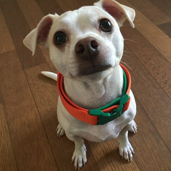 Cachorro pequeno com coleira nova
